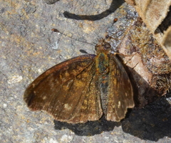 Anthanassa argentea