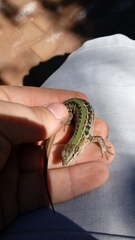 Podarcis siculus campestris