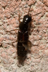 Quedius cruentus