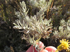 Senecio filaginoides