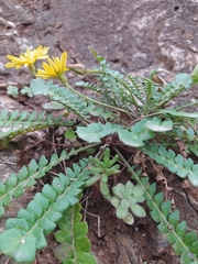 Hyoseris lucida