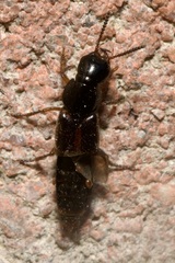 Quedius cruentus