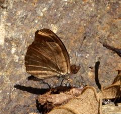 Anthanassa argentea