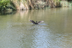 Phalacrocorax carbo