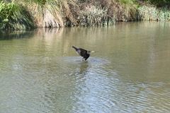 Phalacrocorax carbo