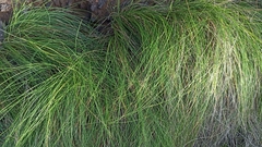 Festuca petraea