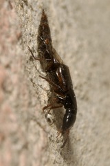 Quedius cruentus