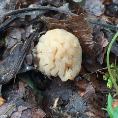 Morchella populiphila