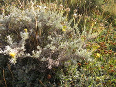 Senecio filaginoides