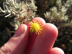 Senecio filaginoides