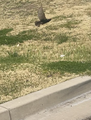 Sturnus vulgaris