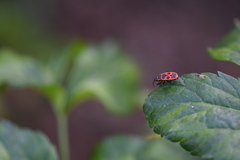 Pyrrhocoris apterus