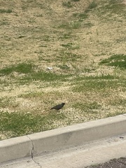 Sturnus vulgaris