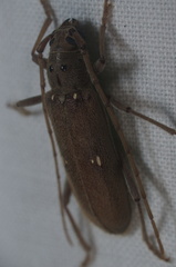 Eburia mutica