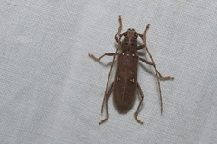 Eburia mutica