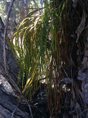 Psilotum complanatum