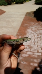 Podarcis siculus campestris