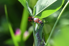 Pyrrhocoris apterus