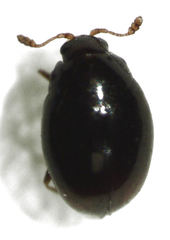 Ephistemus globulus