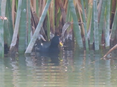 Fulica rufifrons