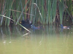 Fulica rufifrons