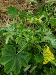 Coccinella septempunctata