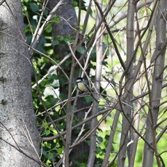 Parus major
