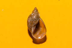 Ampullaceana balthica