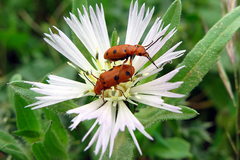 Leptopalpus rostratus
