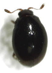 Ephistemus globulus
