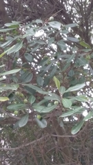 Elaeocarpus dentatus