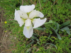 Iris albicans