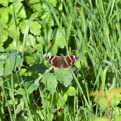 Vanessa atalanta