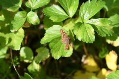 Pararge aegeria