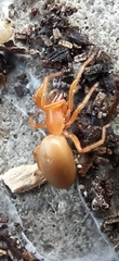 Dysdera crocata