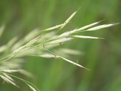 Bromus erectus