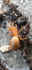 Dysdera crocata