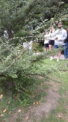 Nothofagus cliffortioides