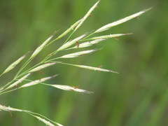 Bromus erectus