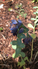 Cerinthe major