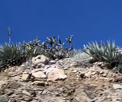 Cylindropuntia wolfii