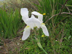 Iris albicans