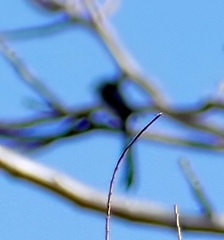 Aegithalos caudatus