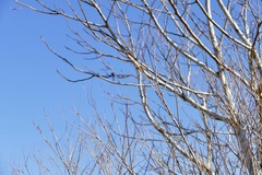 Aegithalos caudatus