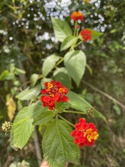Lantana horrida