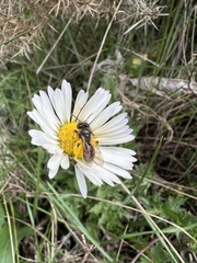 Andrena leucophaea