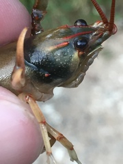 Cambarus scotti