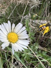 Andrena leucophaea