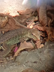 Pholidoscelis griswoldi