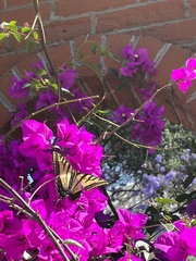 Papilio multicaudata multicaudata